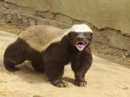 honey_badger