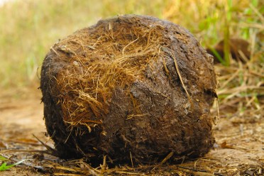 elephant-dung